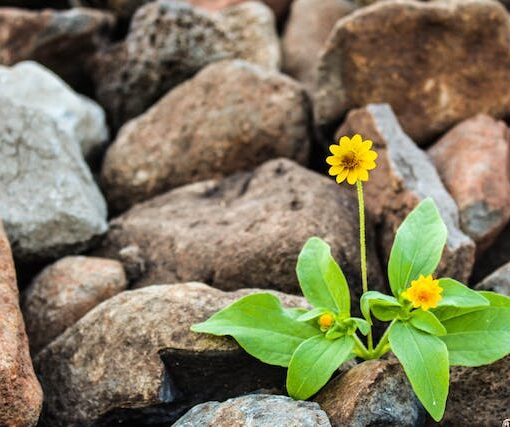 Two yellow flowers surrounded by rocks